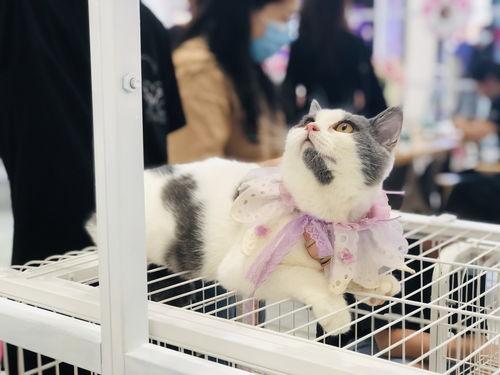 娱乐吃瓜酱宠物收养,宠物收养背后的娱乐吃瓜故事